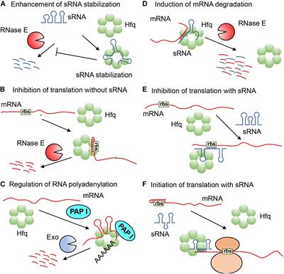 The Multiple Regulatory Relationship Between RNA-Chaperone Hfq and the Second Messenger c-di-GMP